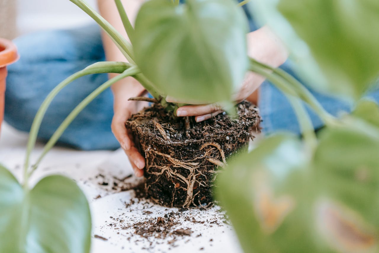 Crop anonymous female gardener taking care of green home plant and planting in pot