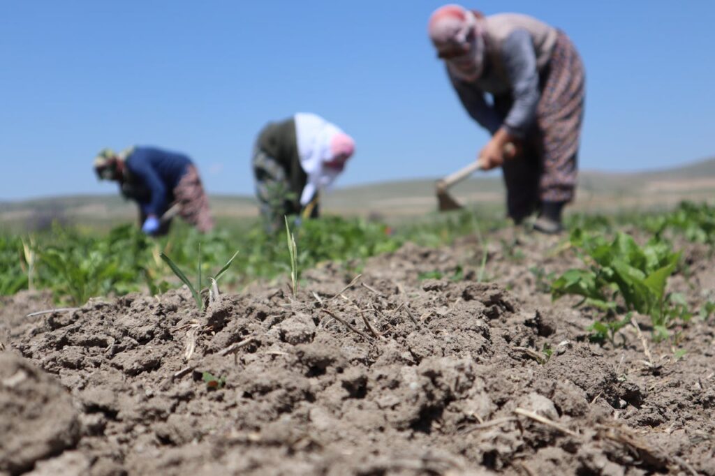 A Person Plowing Soil